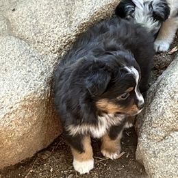 Tae - Toy Australian Shepherd