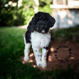 Stella - Parti female Poodle puppy in Ashton, Idaho from Kerr Kanine Ranch