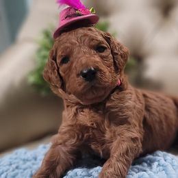 Poodles from Madame.Paws