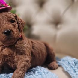 Poodles from Madame.Paws