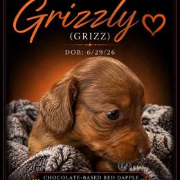Grizzly - Dapple male Dachshund puppy in Shawnee, Oklahoma from Magic Eagle Miniature Dachshunds