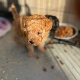 Maltese, Maltipoo, and Poodle Puppies from Healing Pawz LLC