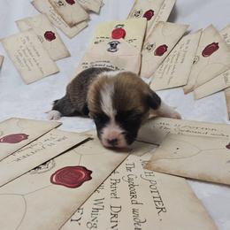 Teal collar - Red female Pembroke Welsh Corgi puppy in Deming, New Mexico from Dragon Ridge Corgis