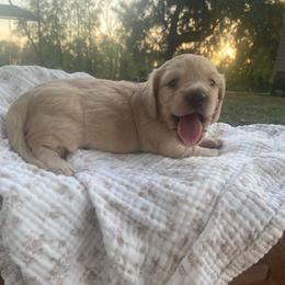 Lilo - Cream female Dachshund puppy in Grove, Oklahoma from A&W Doxies