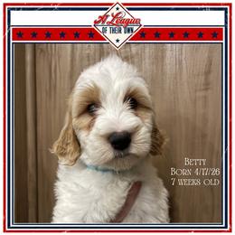 Betty - Parti female Goldendoodle puppy in North Conway, New Hampshire from Arbor Grace Doodles