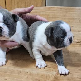 Boston Terriers from Bell's Bostons