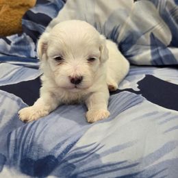 Boy 1 - White male Maltese puppy in Sedro Woolley, Washington from Absher Ranch