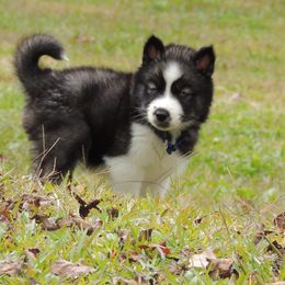 Pomsky and Siberian Husky Puppies from Beastly Beauties Huskies & Pomskies