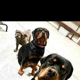 Rottweiler All Grown Up from Muletown Rotties
