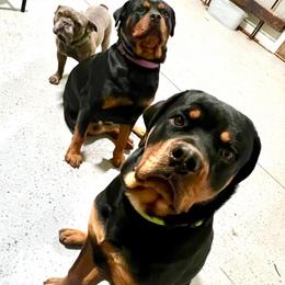 Rottweiler All Grown Up from Muletown Rotties