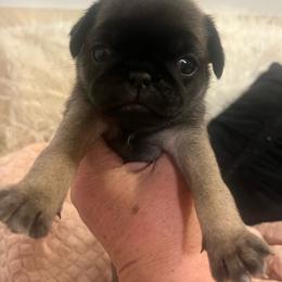 Winnie, grey collar Dark fawn girl 3 - Fawn female Pug puppy in Onalaska, Washington from Cupid’s Pugs