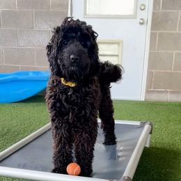 Australian Labradoodle puppies from EllsWORTH Labradoodles LLC