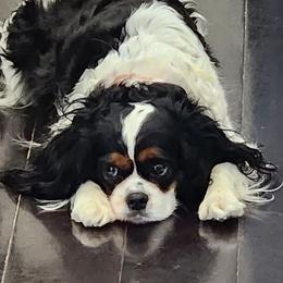 Lady - Cavalier King Charles Spaniel
