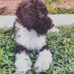 Bernedoodles, Goldendoodles, and Poodles from Golden State Good Dogs