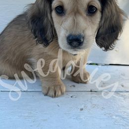 Dachshund Puppies from Swedoxies