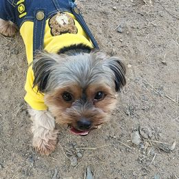 SINCERE - Yorkshire Terrier