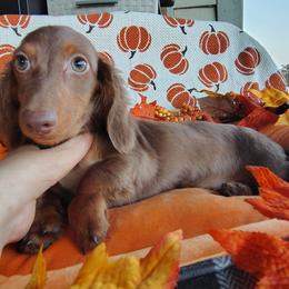 Yukon - Chocolate and tan male Dachshund puppy in Hudson, Michigan from Mittentail Kennel Miniature Dachshunds & Australian Shepherds