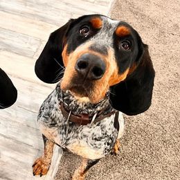 Brandy - Bluetick Coonhound
