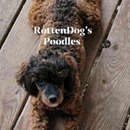 Tootie - Poodle