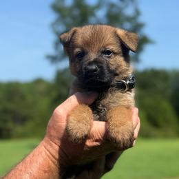 E JR - Sable male German Shepherd puppy in Murrayville, Georgia from Vom Clark’s German Shepherds