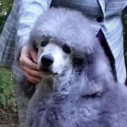 Thunder - Poodle
