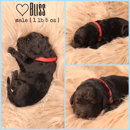 Double Doodle, Goldendoodle, and Sheepadoodle Puppies from Shaw Spring's Canines