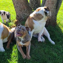 Bulldog Puppies from Pappy's Bullies