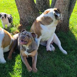 Bulldog Puppies from Pappy's Bullies