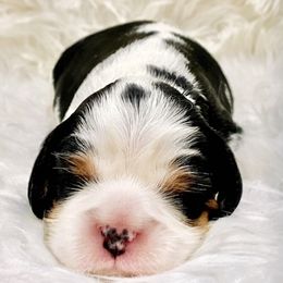 Cavalier King Charles Spaniel Puppies from Malu Lani Cavaliers