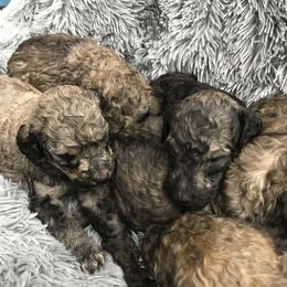 Goldendoodle Puppies from First Mountain Doodles