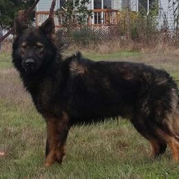 Dex - German Shepherd