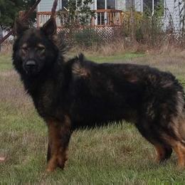 Dex - German Shepherd