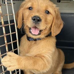 Golden Retriever Puppies from Hidden Oaks Golden Retrievers