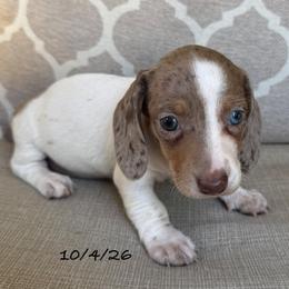 Rosie - Dapple female Dachshund puppy in Joshua Tree, California from Desert Dreams Ranch