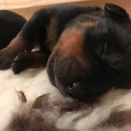 Rottweiler Puppies from Vom Gryphonberg