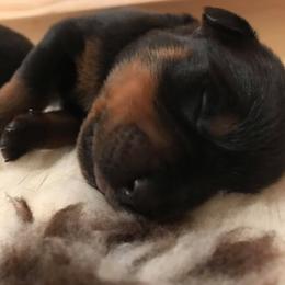 Rottweiler Puppies from Vom Gryphonberg