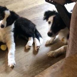 Border Collie Puppies from Cahill’s Canines