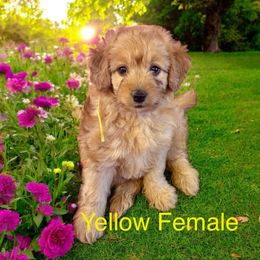 Marigold - Red  female Goldendoodle puppy in North Branch, Michigan from Graceful Miniature Goldendoodles