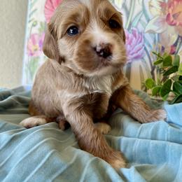 Poppy - Red and white female Cockapoo puppy in Roseville, California from Darby Park Doodles