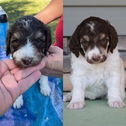 Poodle Puppies from Country Side Kennels