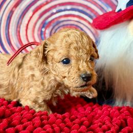Glory - Red  female Poodle puppy in Ardmore, Oklahoma from The Poodles of Green Acres