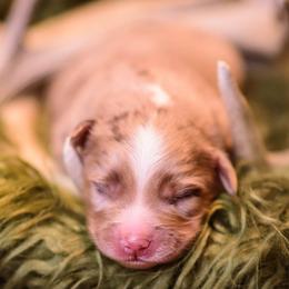 Porter - Red merle male Miniature Australian Shepherd puppy in Romney, West Virginia from South Branch Mini Aussies