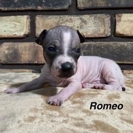 Romeo - White and black male American Hairless Terrier puppy in Buckingham, Illinois from Gaus Hof