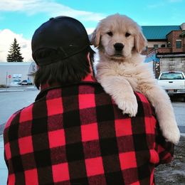 Golden Retriever Puppies from DoubleTake Goldens