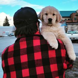 Golden Retriever Puppies from DoubleTake Goldens