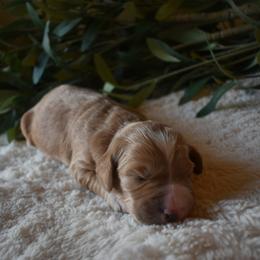 Aussiedoodle and Goldendoodle Puppies from Classic City Doodles