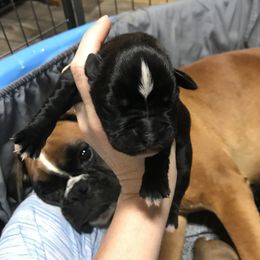 Girl 2 - Boxer puppy in Henderson, Tennessee from Vom Broadvalley