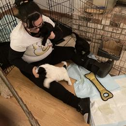 Portuguese Water Dog Puppies from Farallon PWDs