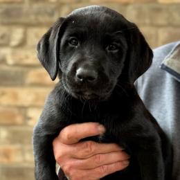Brown Collar - Black male Labrador Retriever puppy in Quinlan, Texas from Wright Way Retrievers