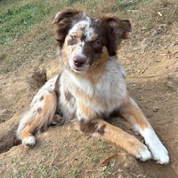 Nola - Miniature American Shepherd
